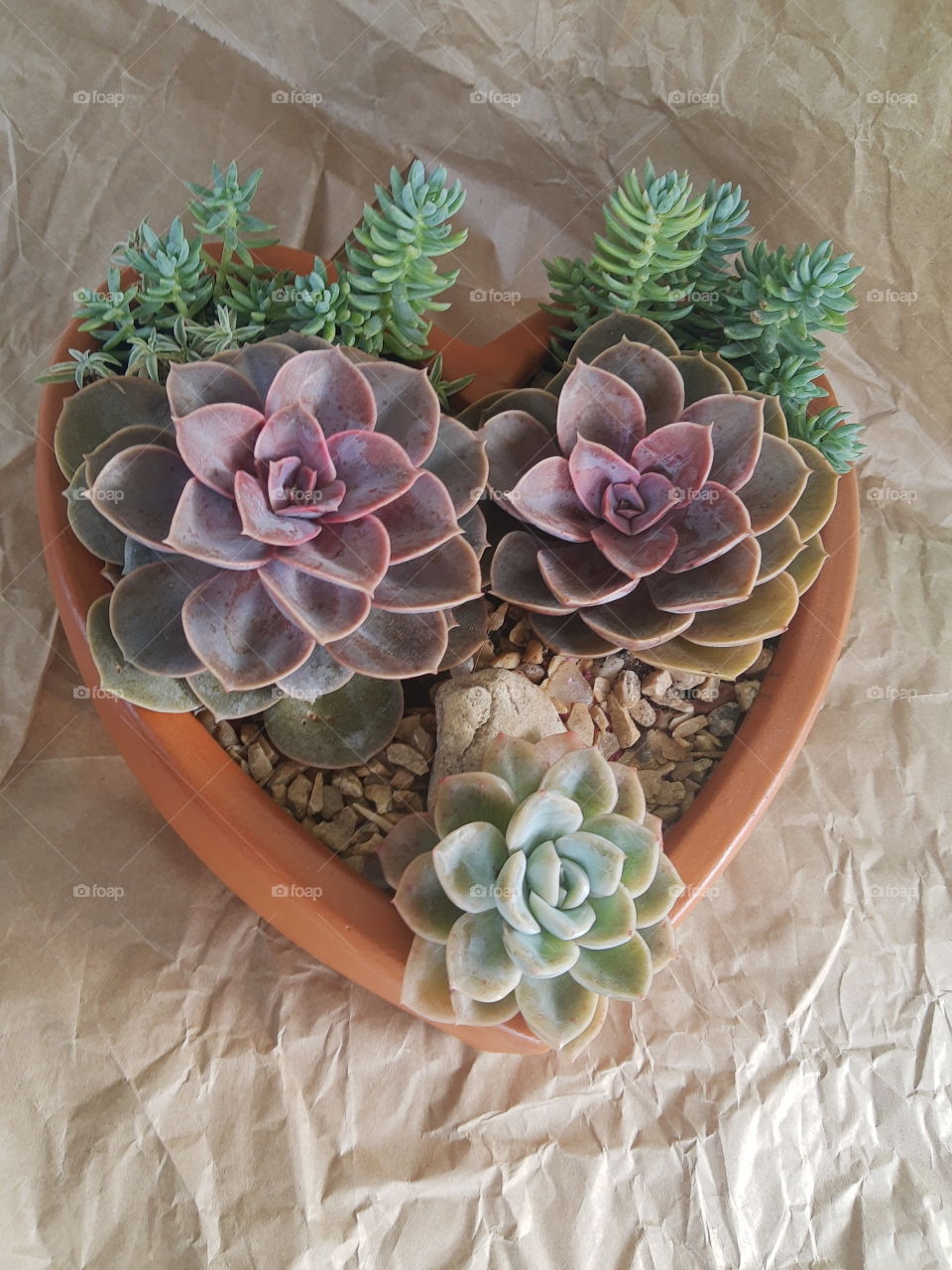 suculentas coração