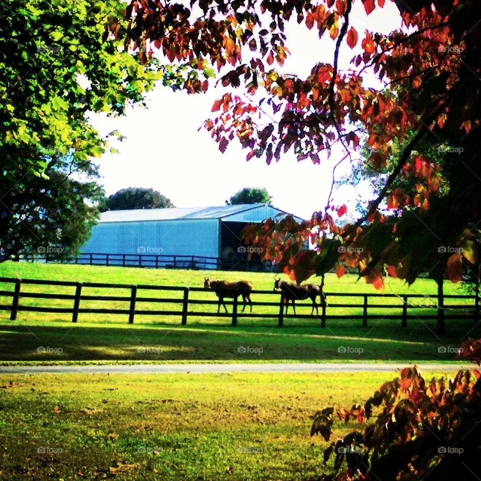 Horse Farm 