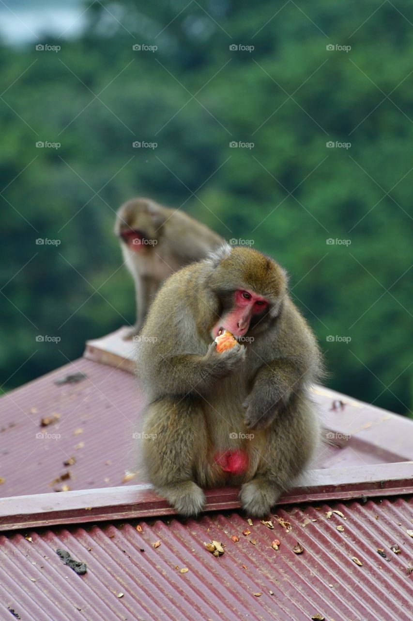 Alpha male macaque