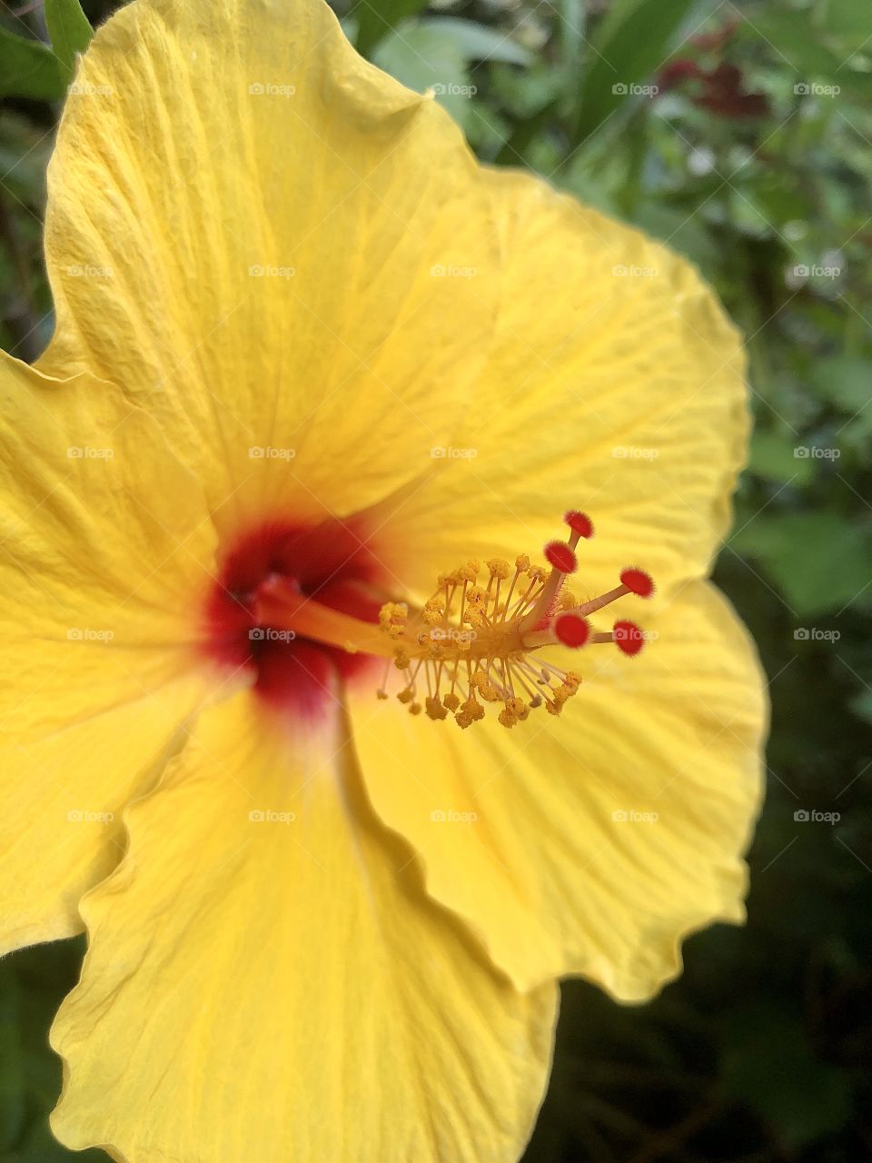 Yellow flower with red center