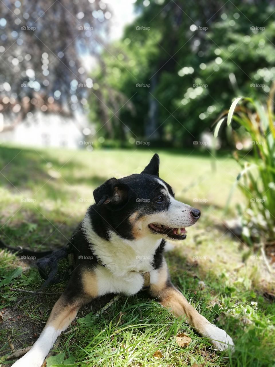Small dog lying in a park in summer