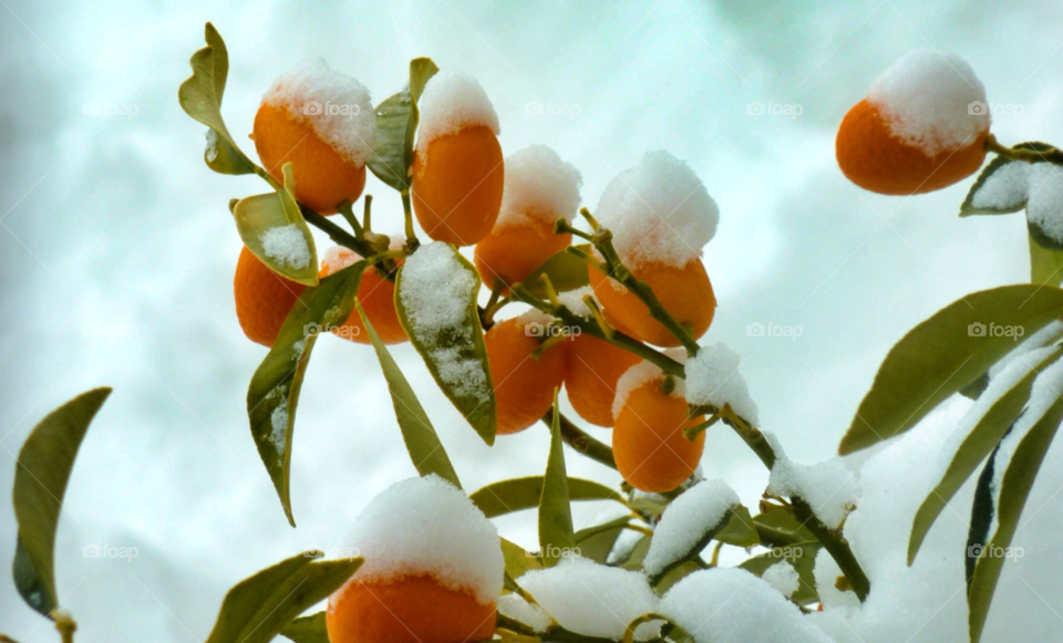 snow white orange leaves by carthe