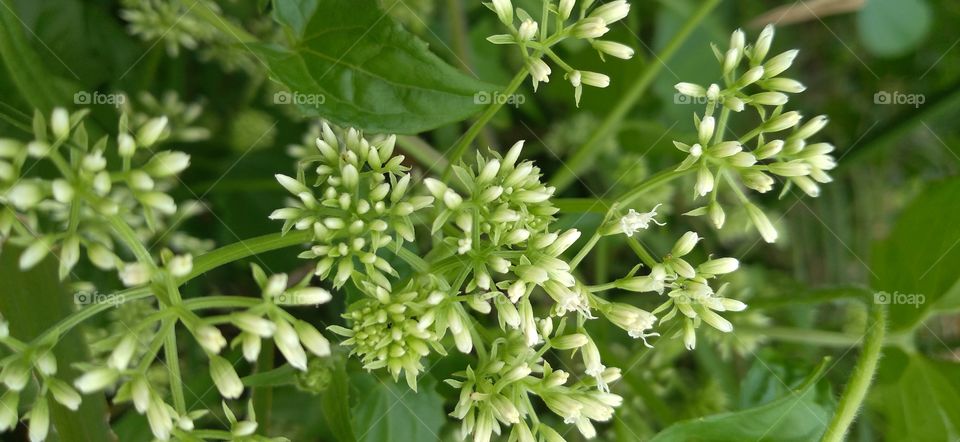 Mikania micrantha Kunth plants have different local names in each region.