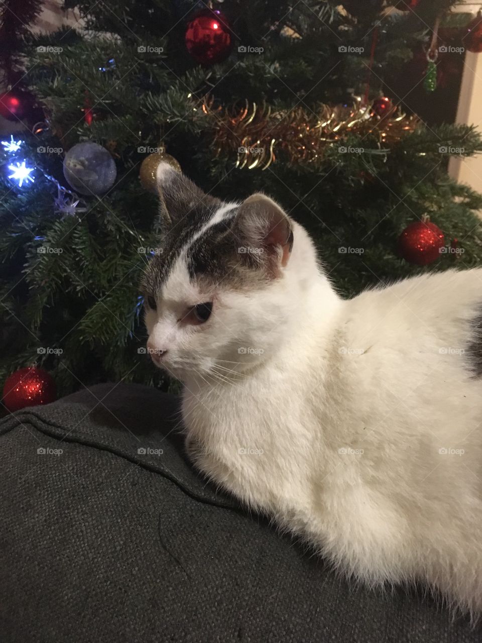 My cat and christmas