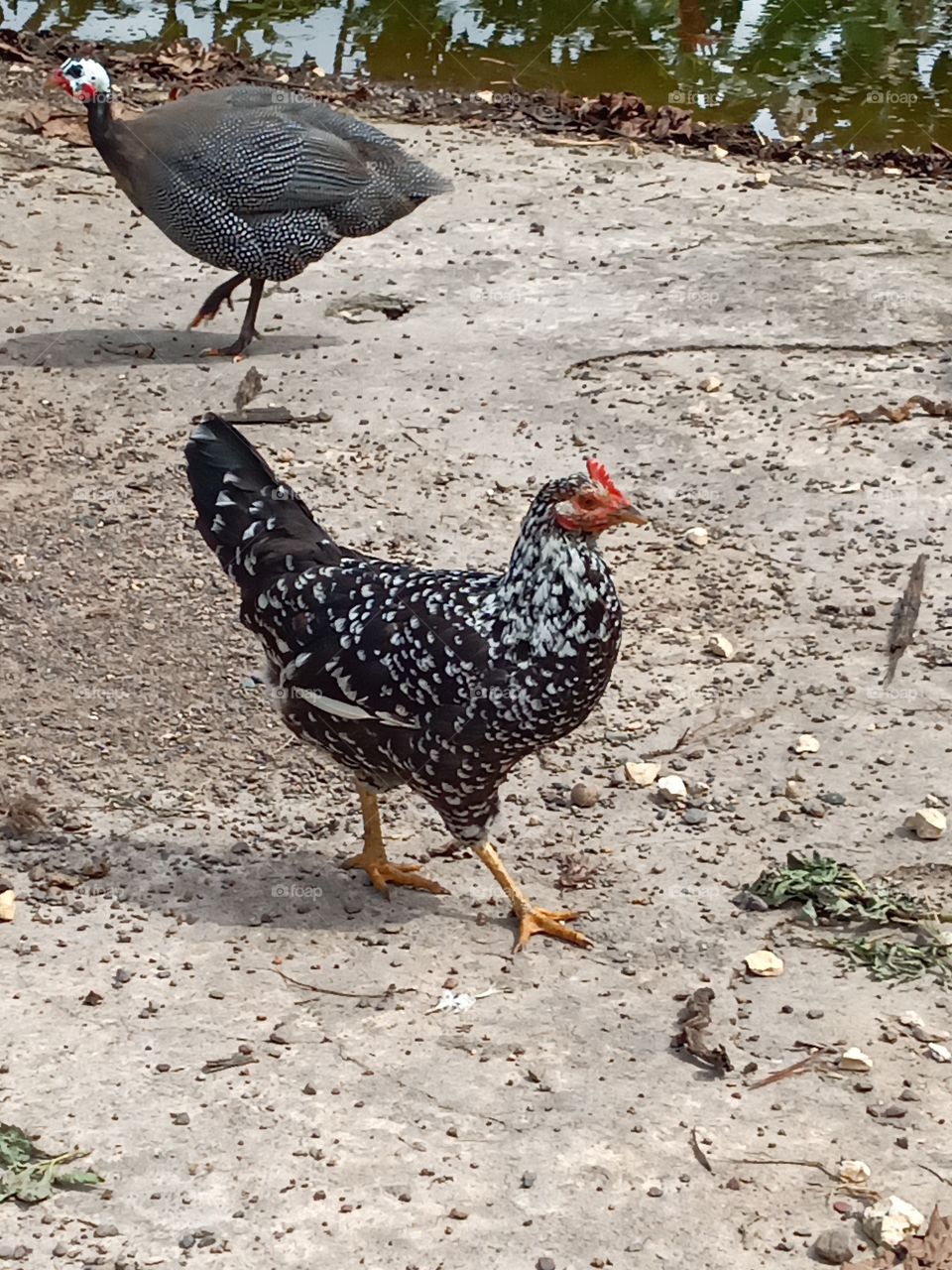 Bird, Poultry, Nature, Feather, No Person