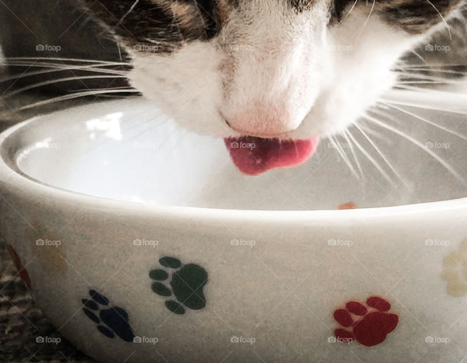 A little pink tongue of a cat pokes out of her mouth between delicate whiskers, as she enjoys her food