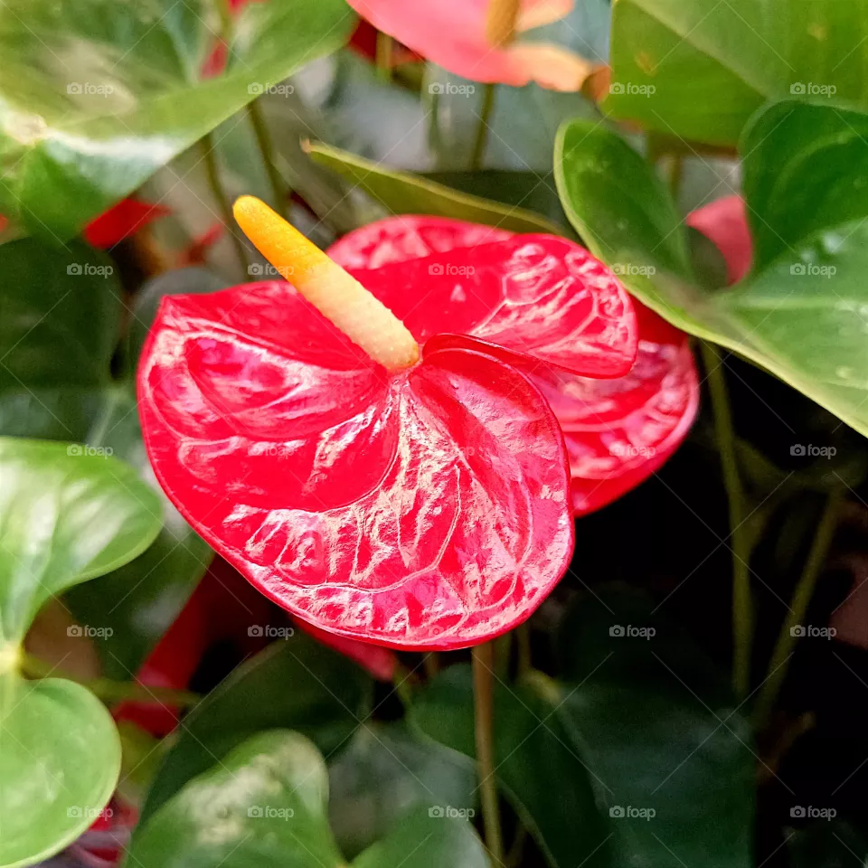 red anthurium