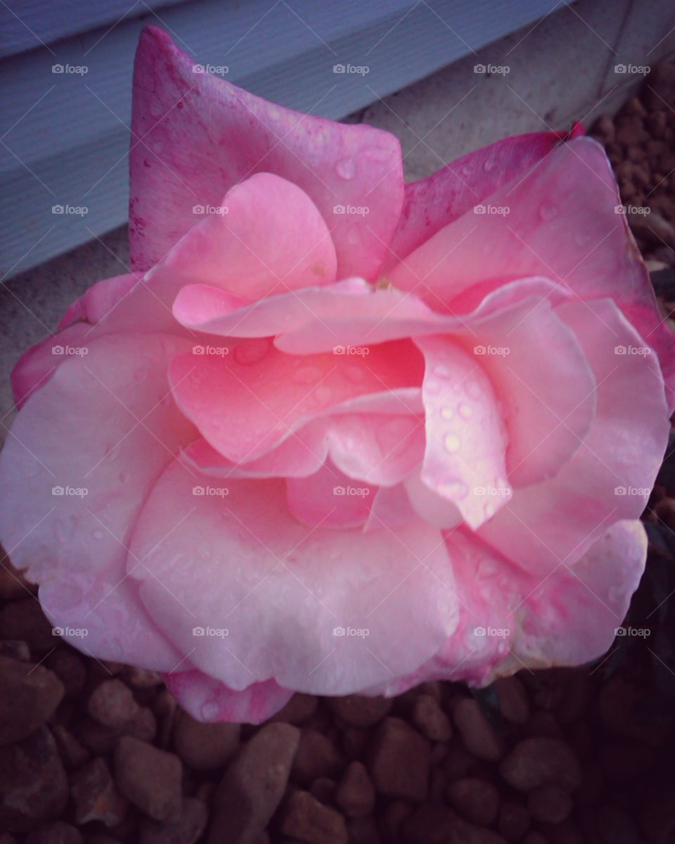 Pink rose with a vintage filter effect