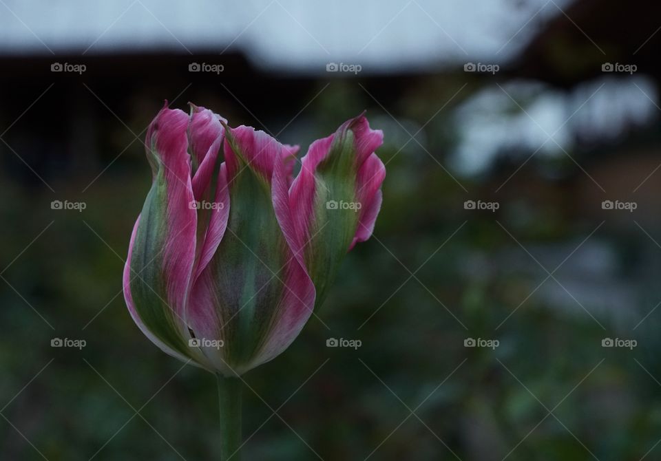 Tulip