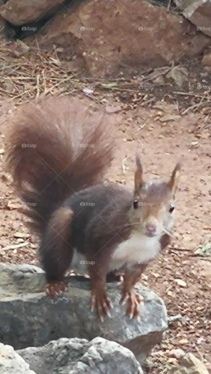 serie rural animal squirrel