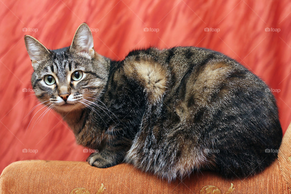 Close-up of tabby cat