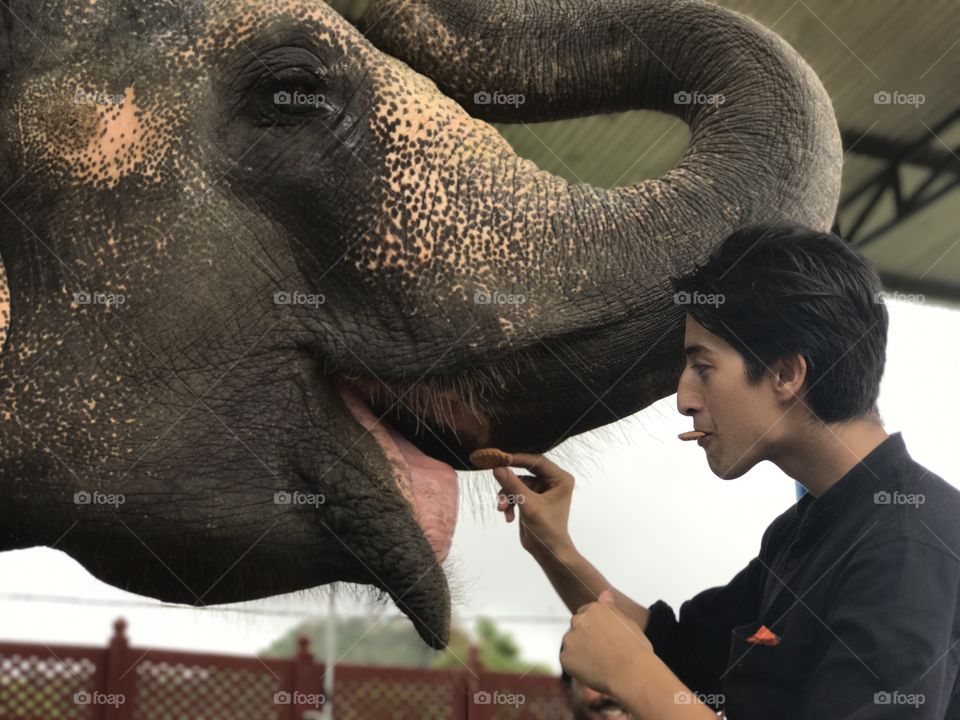 Feeding elephant a cookie