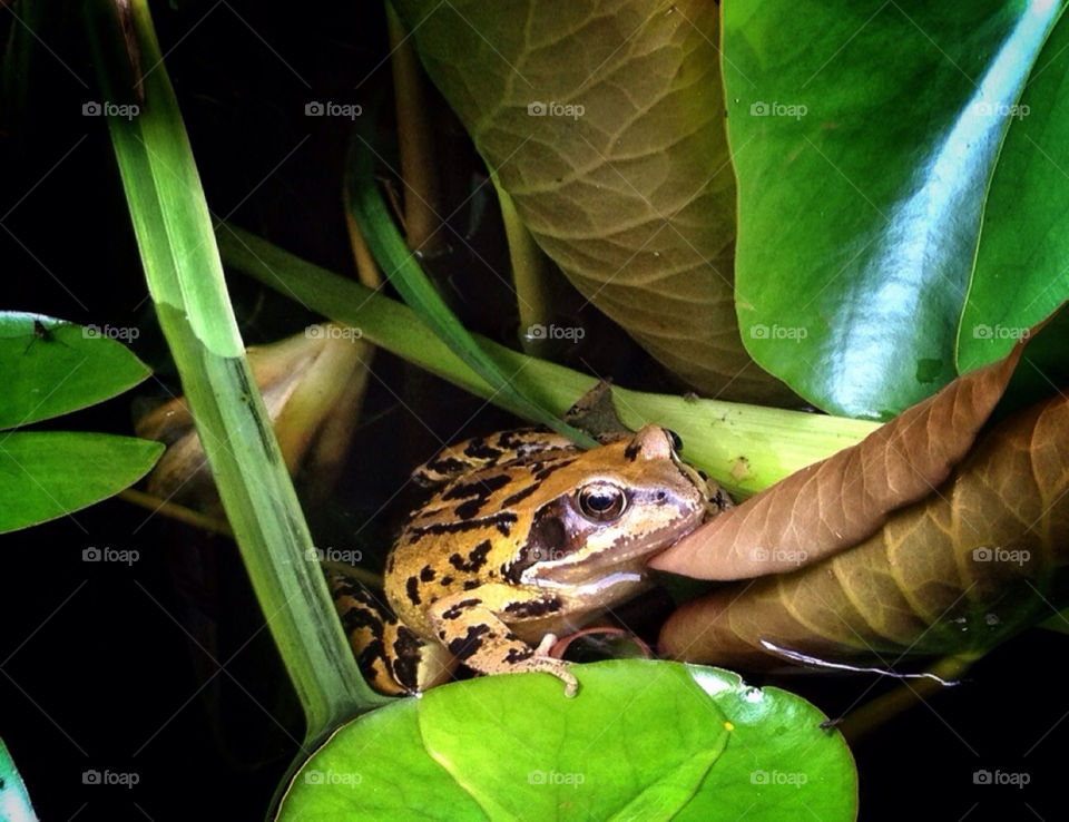 garden nature pond frog by yeadon