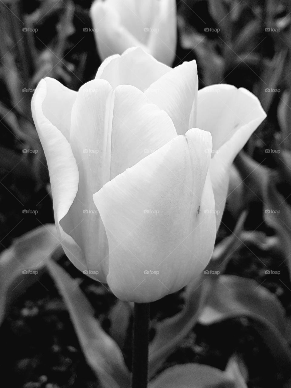 tranquil tulip