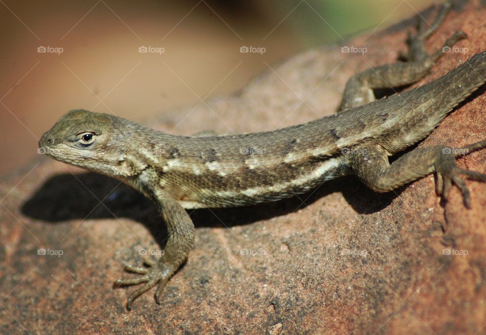 fence lizard