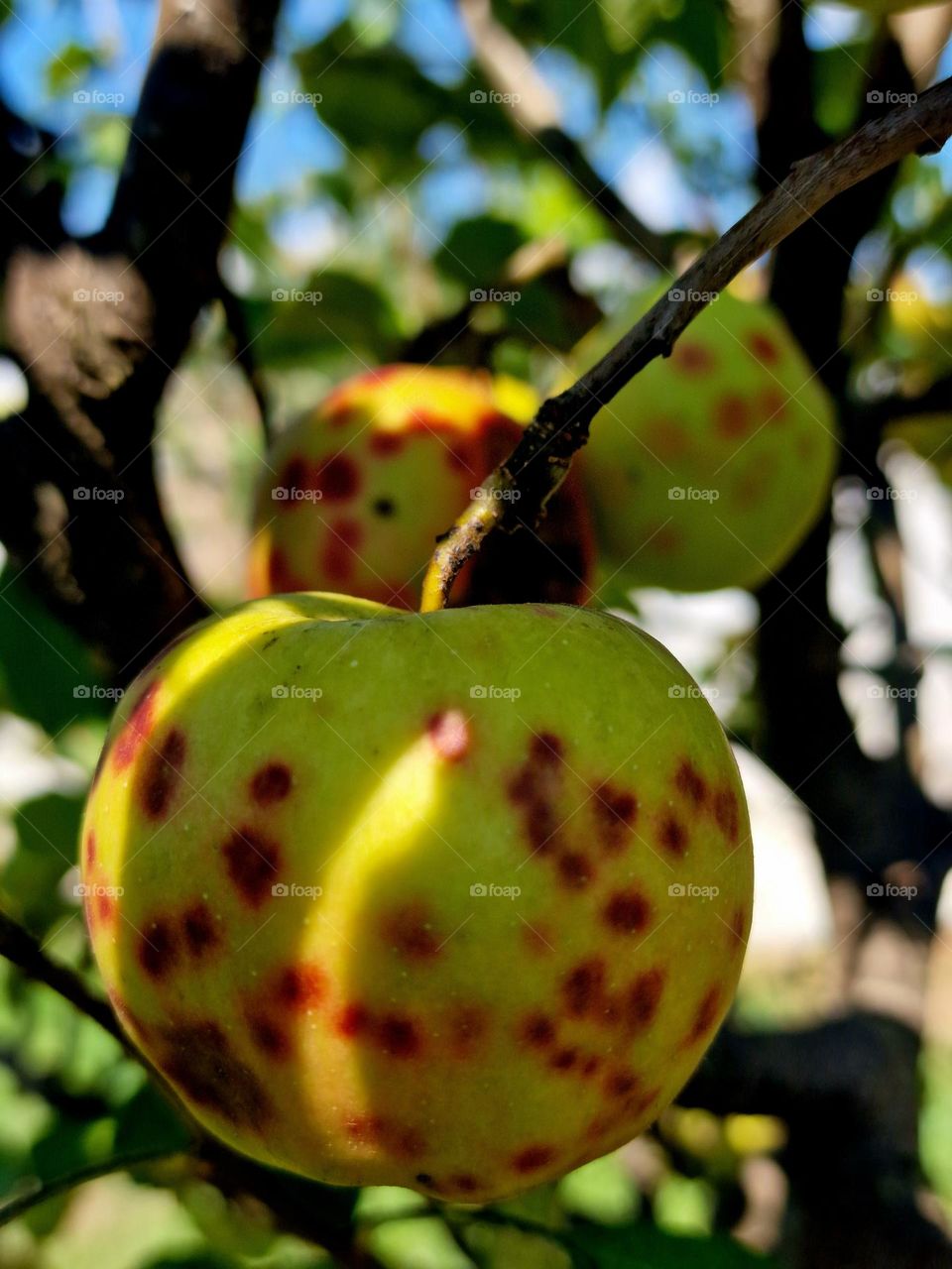 autumn apples