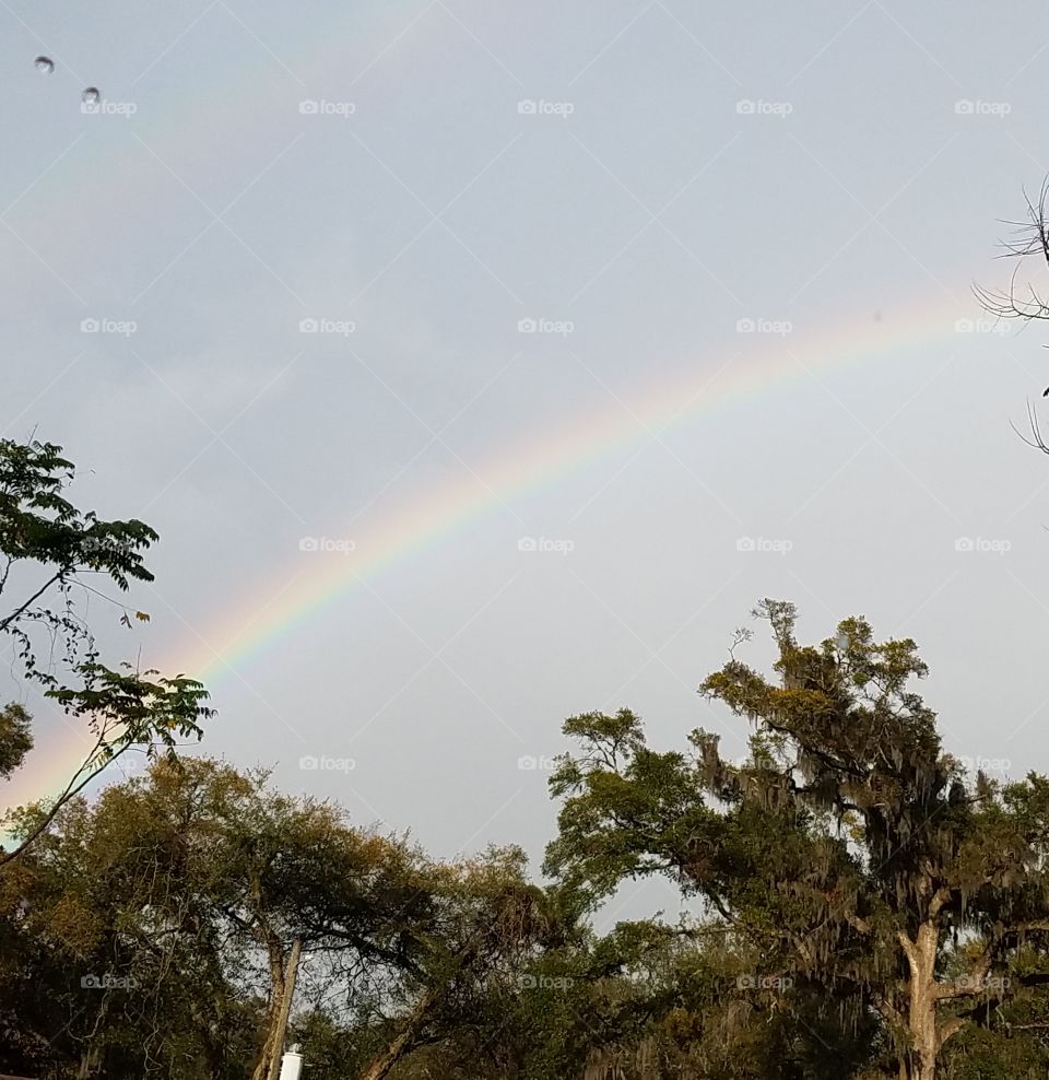 Southern Rainbow over oaks