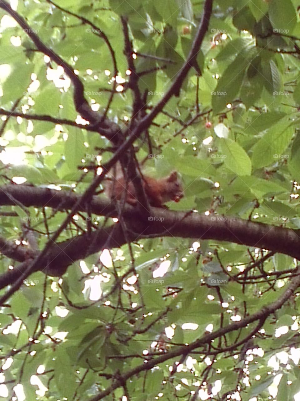 Cherry picking. squirrel