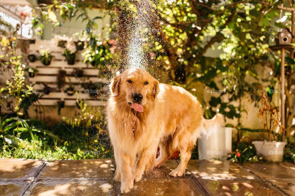 Shower day