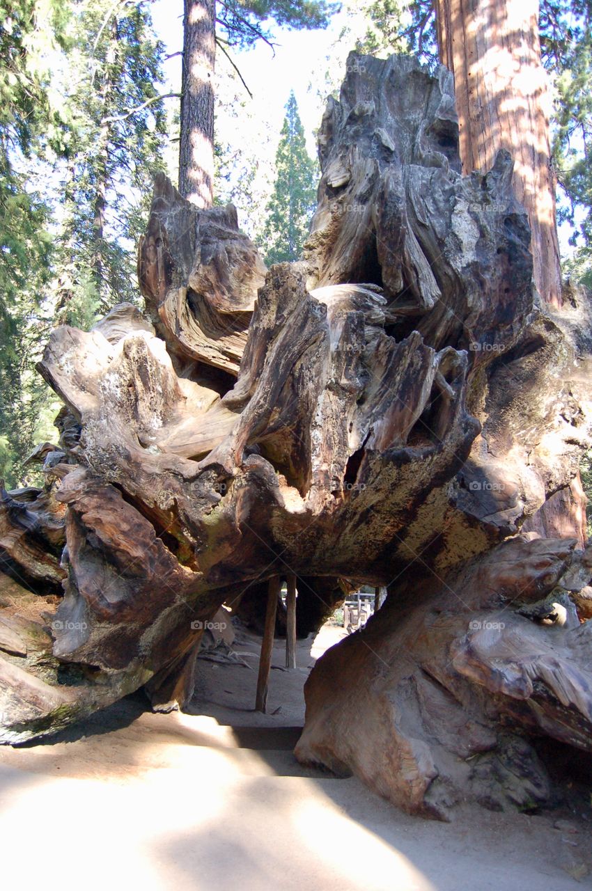 Fallen Redwood