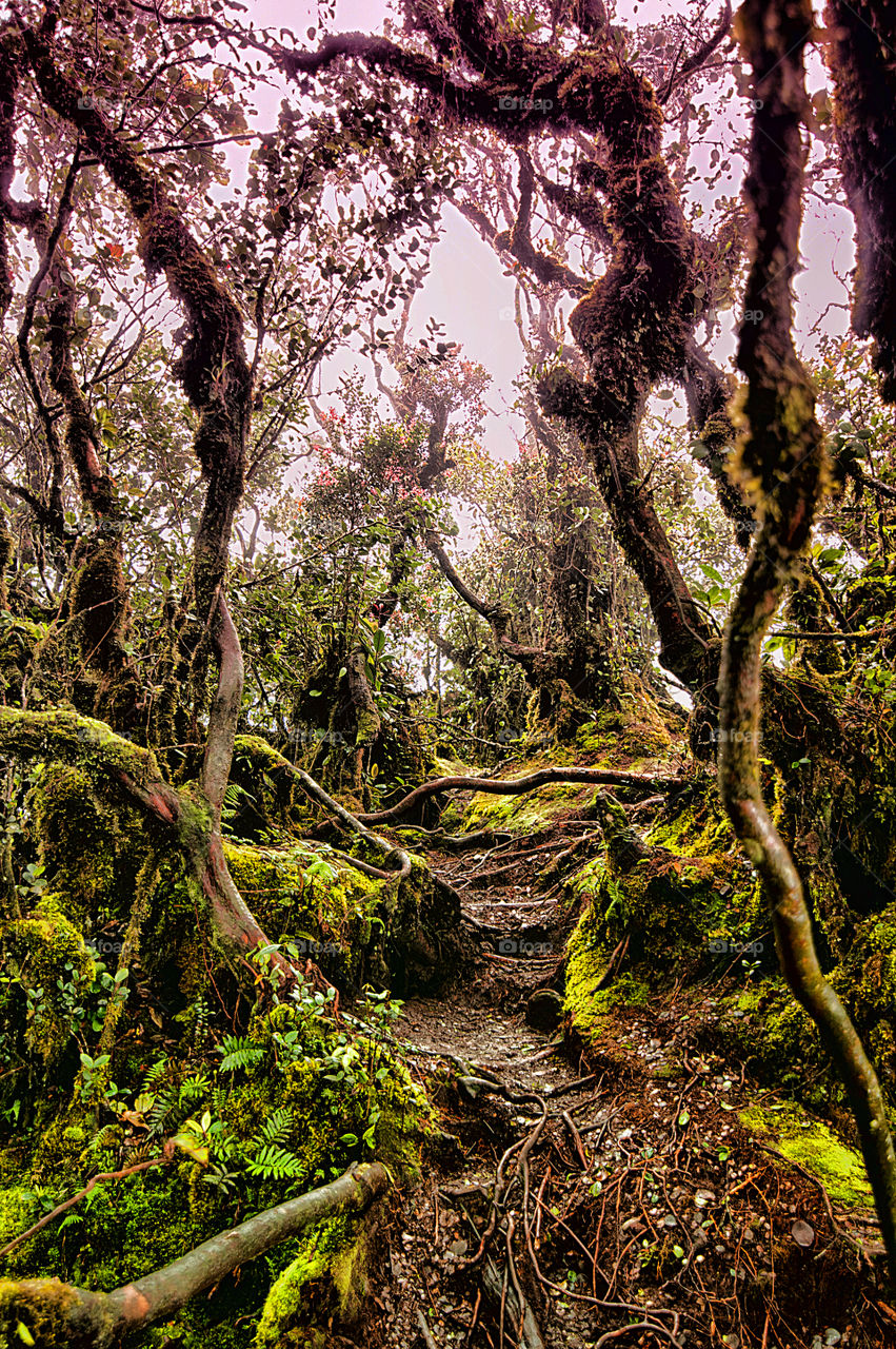 View of a forest