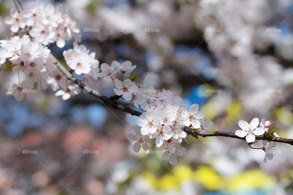 Cherry blossom 