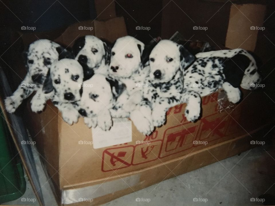 Dalmatian puppies in a box