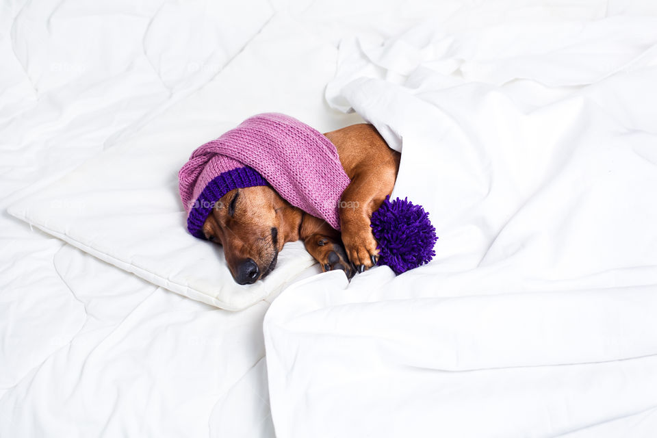 Dog sleeping on bed