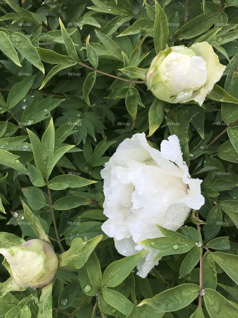 White peony flowers in the garden