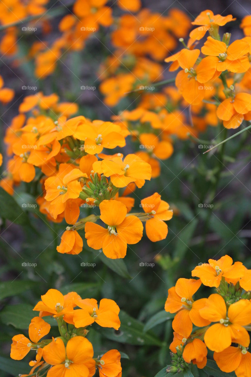 Flowers . Spring time flowers. 