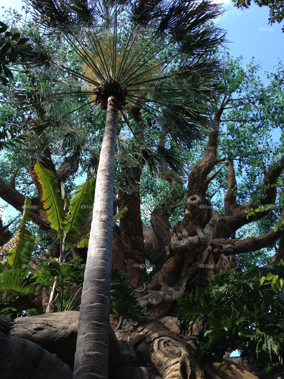 Plants and trees