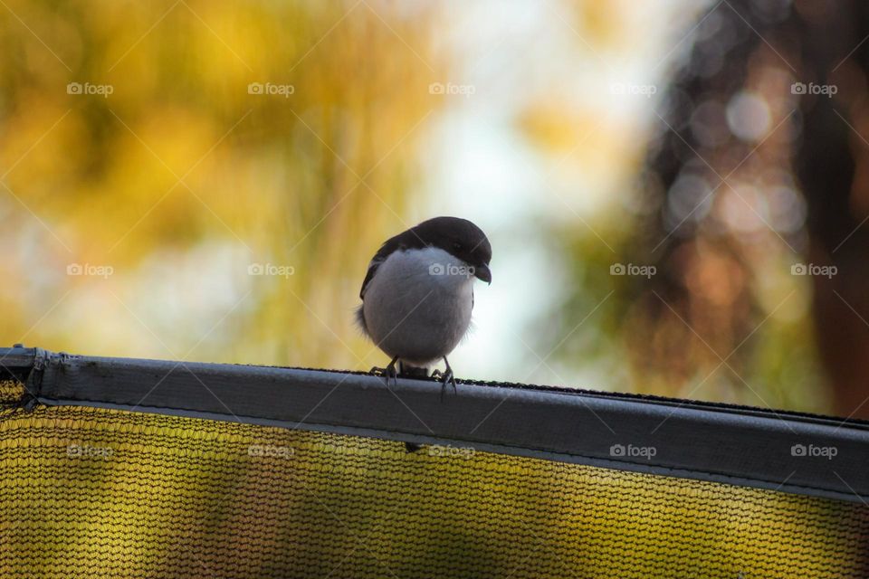 Bird on a trampoline netting