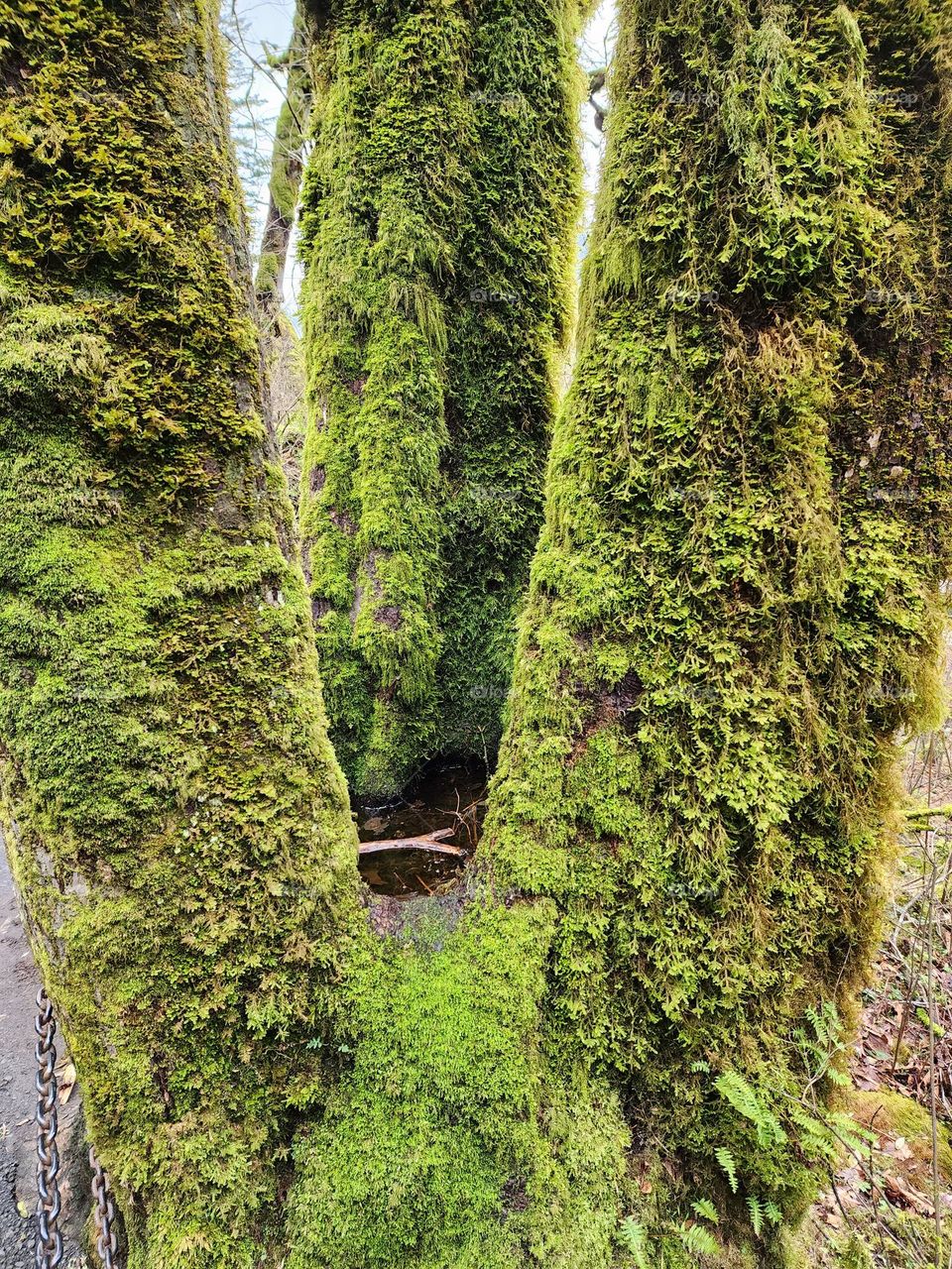 A tree that split into three unique trunks has formed a natural water bowl as lichen has taken over the trunks