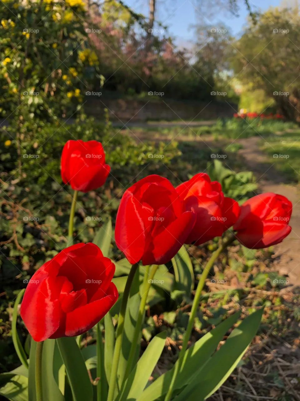 Tulipas