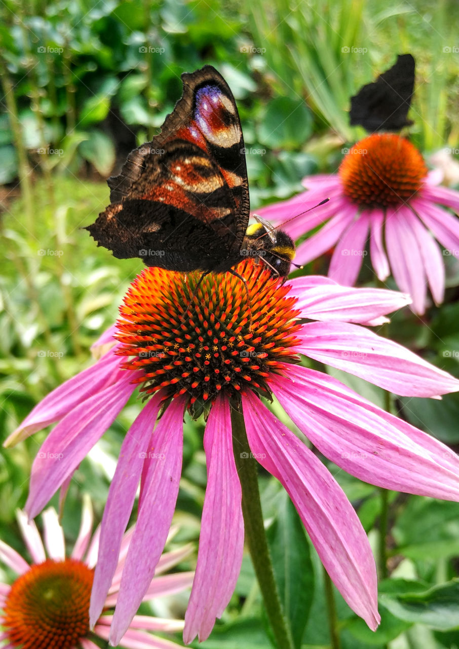 purple coneflower and butterfly peacock