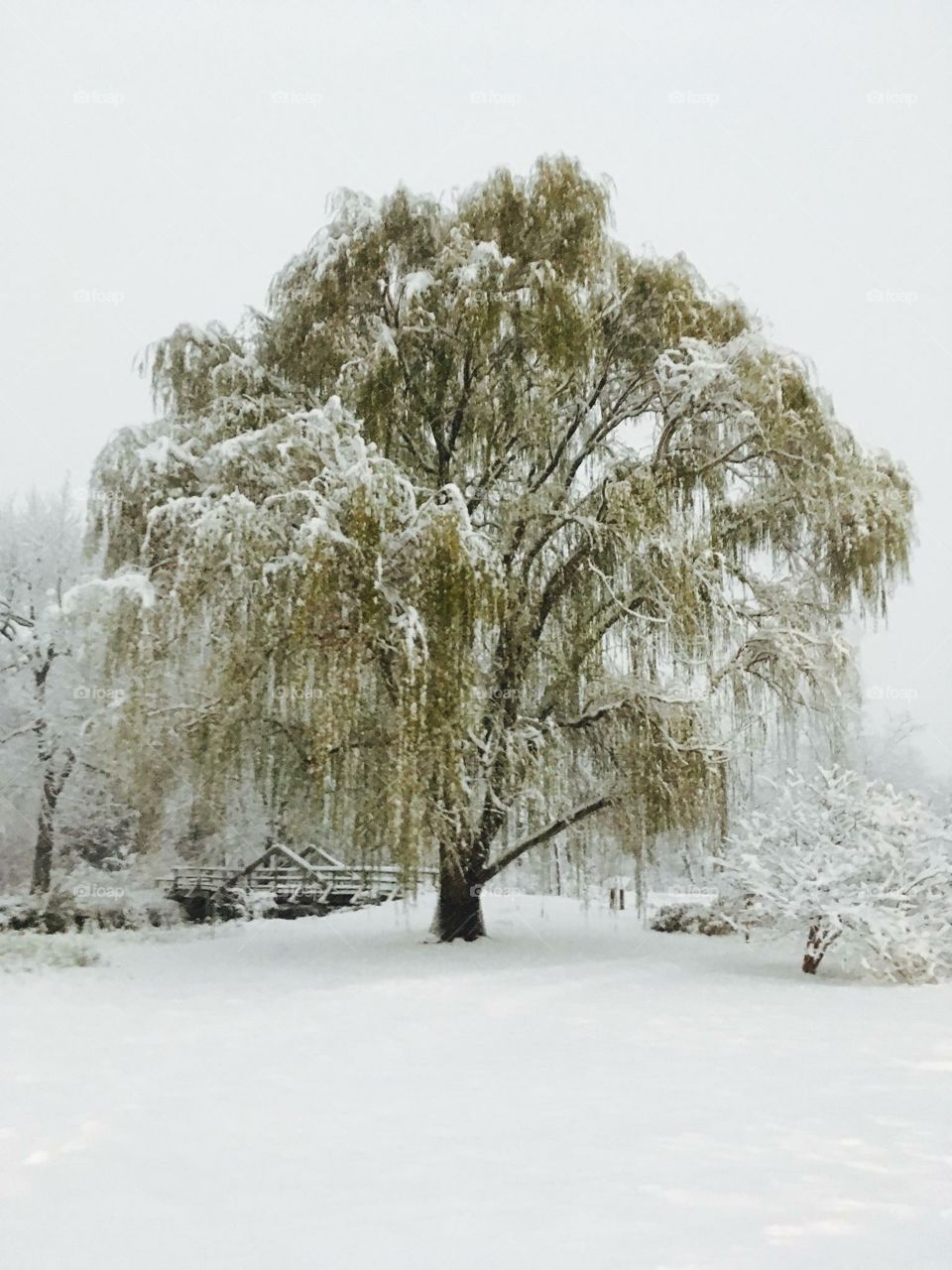 Winter Weeping Willow 