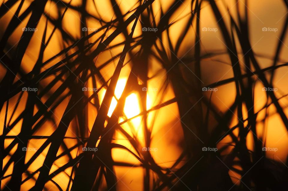 Morning grass for sunrise. Happy morning at the grassland . Freshy colour of green with the sun light of morning good .