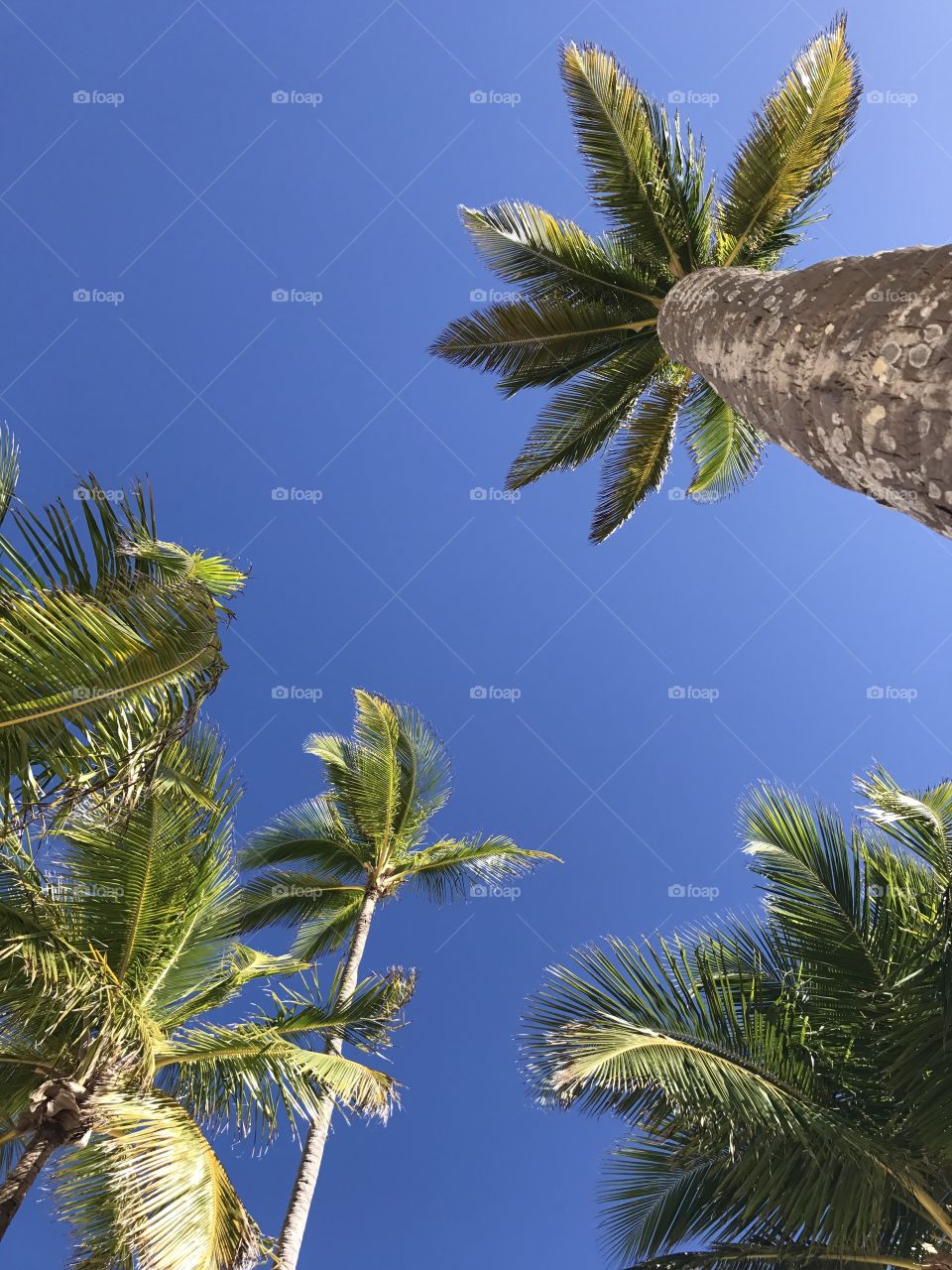 Paradise palm trees