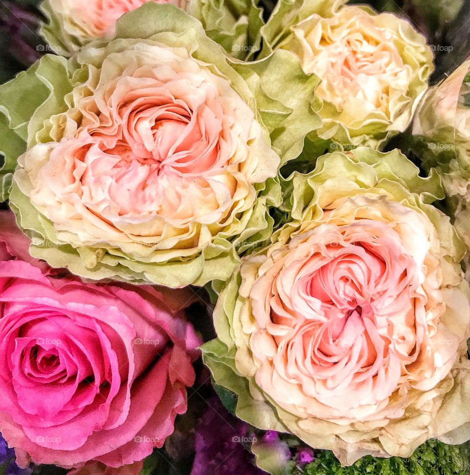 Cabbage Roses