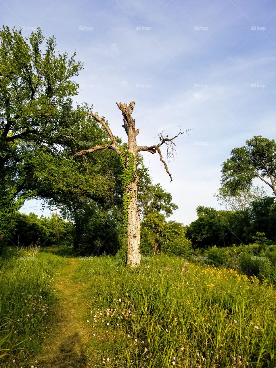 A bare tree trunk stands in Killeen community park, Texas