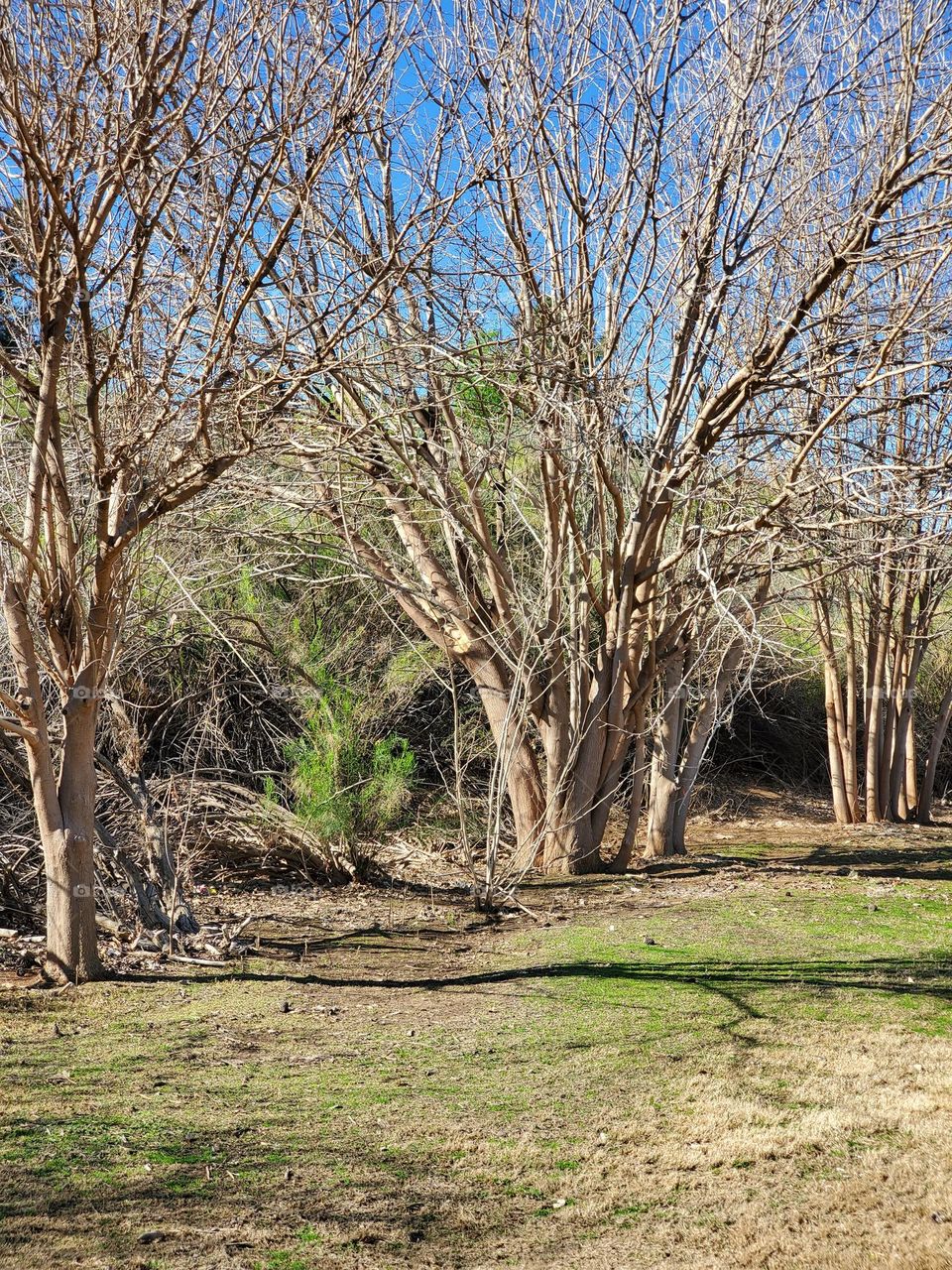 Trees at the Edge of a Meadow