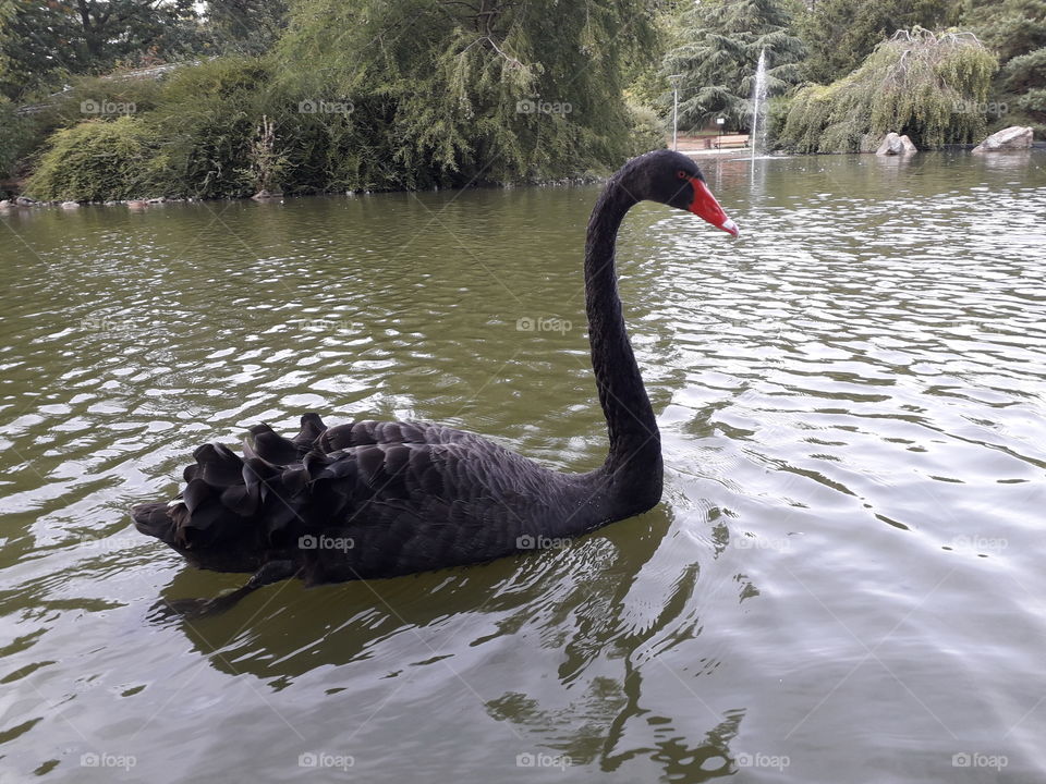 Black swan