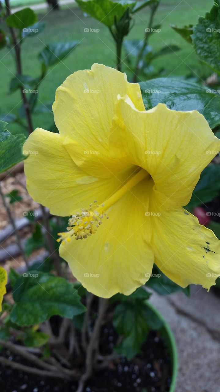 My garden. my yellow Cayena