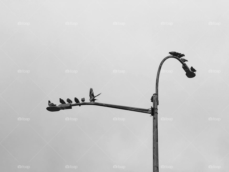 Pigeons perched on a lamppost 