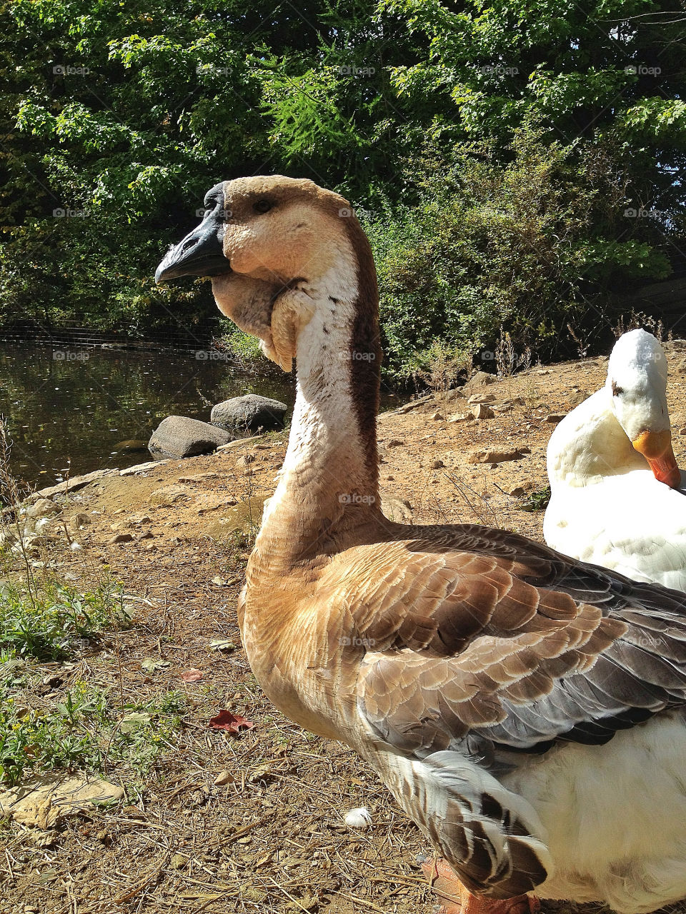 tree birds trees animal by somebeach