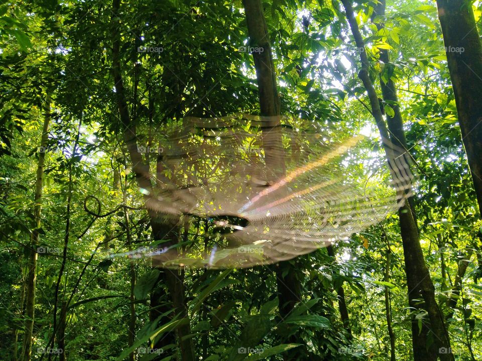 A big spider web in the sunshine of the forest.