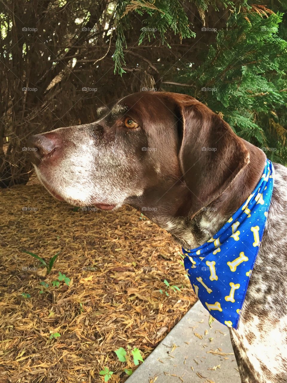 German Shorthaired Pointer