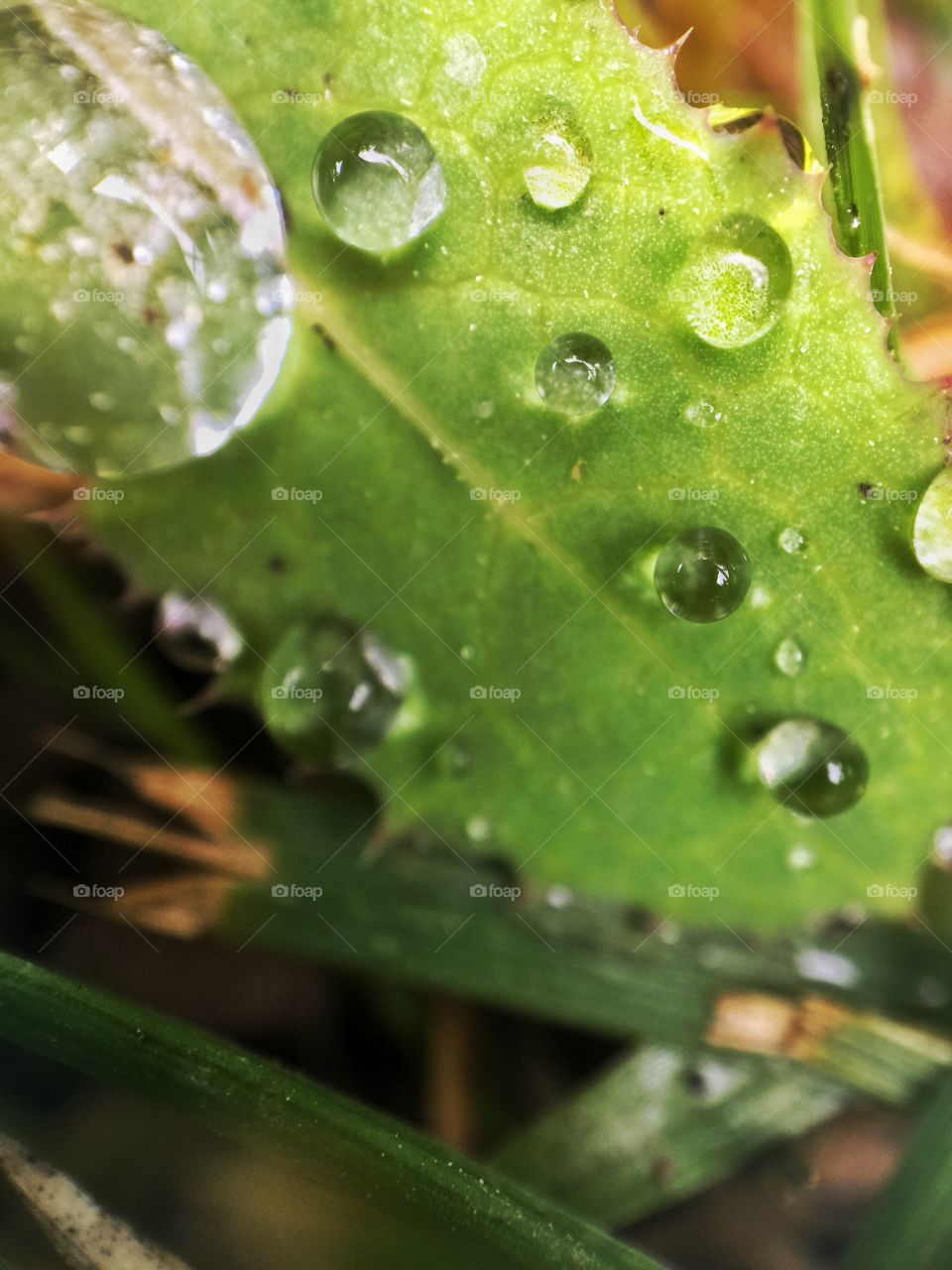 Green water 