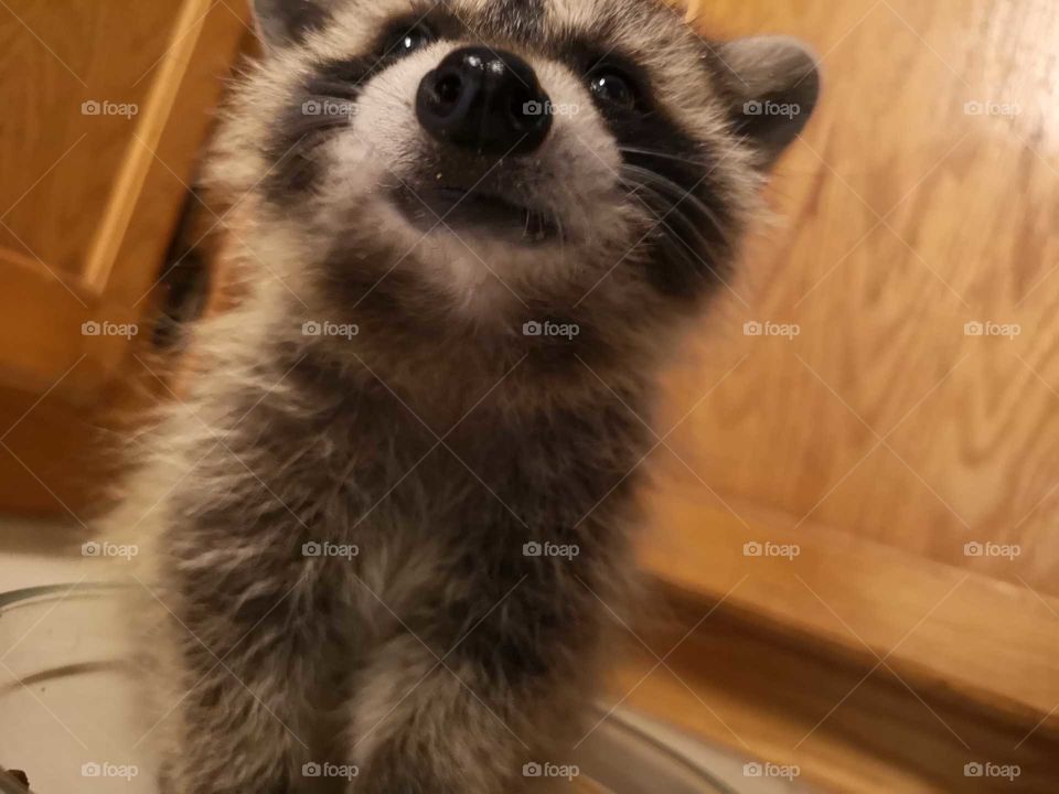 Francis the racoon.