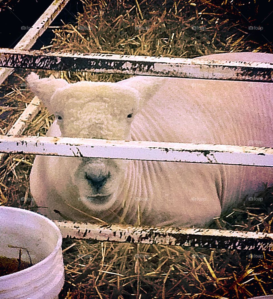 Waiting his turn. Sheep getting some rest before the next competition 